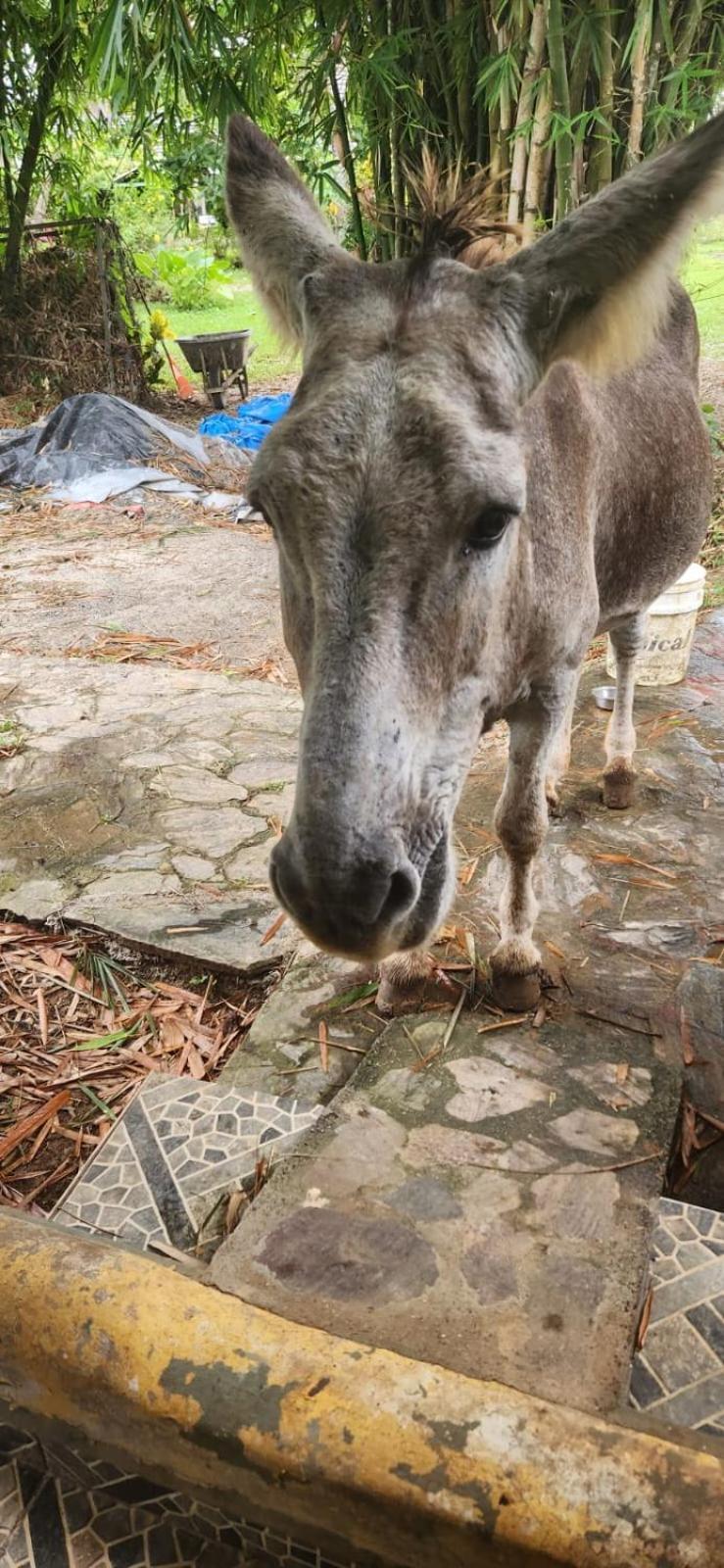 Fata Morgana Eco Hotel Las Terrenas Kültér fotó